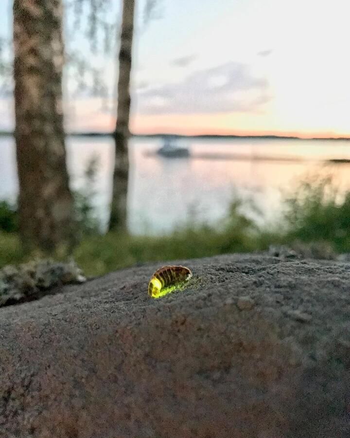 Лоджи Koskenselkä Camping Пуумала-9